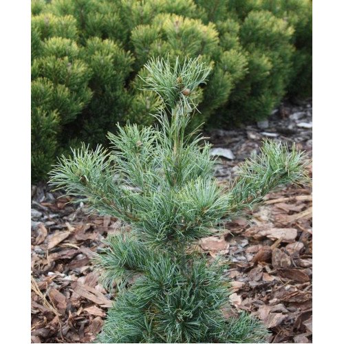 Продам саджанець сосни Schoon’s Bonsai, висота 135 см, продам сосну Шонс Бонсай