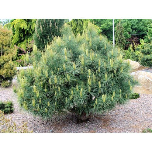 Продам сосну веймутову Blue Shag, висота 60 см, продам сосну Блю Шег