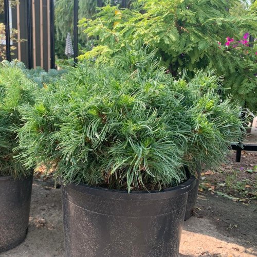 Продам саджанець сосни Green Twist, висота 20-25 см, куплю сосну Грін Твіст