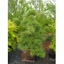 Продам саджанець сосни Niagara Falls, горщик С90, висота 150 см, продам сосну Ніагара Фоллс