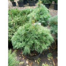 Продам саджанець сосни Tiny Kurls, горщик С5, продам сосну Тіні Корлз