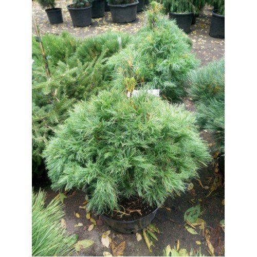 Продам саджанець сосни Tiny Kurls, горщик С5, продам сосну Тіні Корлз