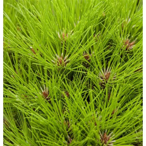 Продам сосну Marie Bregon