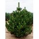 Продам сосну Орегон Грін, висота 80 см, купити саджанець сосни Oregon Green