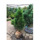 Продам саджанець сосни Грін Тауер, висота 175 см, продам сосну Green Tower