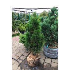 Продам сосну Green Tower, сосна Green Tower, горщик С15