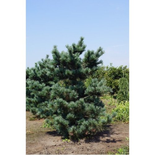 Продам сосну дрібноквіткову Negishi, висота 130 см