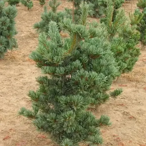 Продам саджанець сосни Tempelhof, висота 240 см, продам сосну Темпельхоф