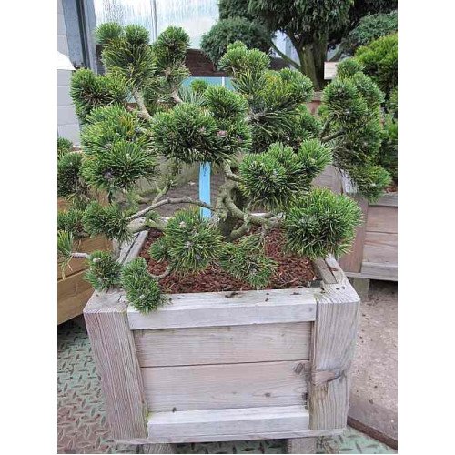 Продам саджанець сосни Якобсен, горщик С5, продам саджанець сосни Jacobsen