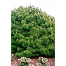 Сосна Мугус продам саджанець, Висота 30 см, продам сосну Mughus