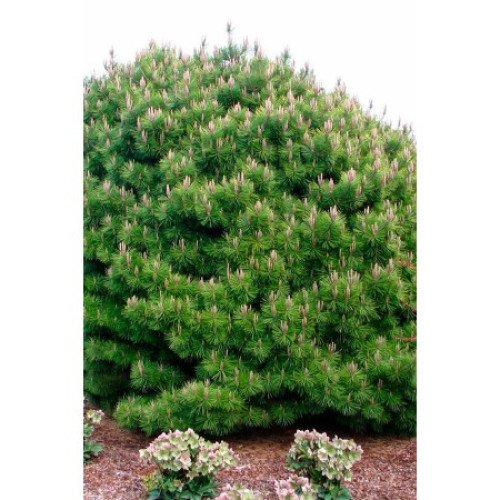 Сосна Мугус продам саджанець, Висота 30 см, продам сосну Mughus