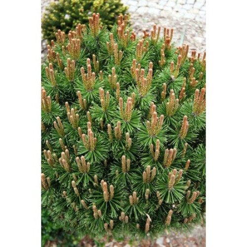 Сосна Пуміліо продам саджанець, висота 25 см, продам сосну Pumilio