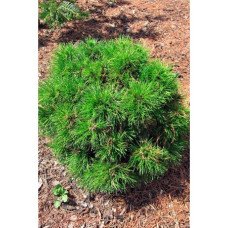 Сосна Варелла продам саджанець, висота 50+ см,  продам сосну Varella