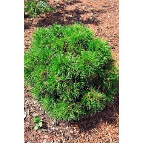 Сосна Варелла продам саджанець, висота 50+ см,  продам сосну Varella