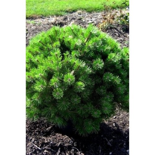 Продаж сосни Jane Kluis, діаметр крони 80 см