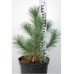 Сосна румелійська 1,2 м горщик 10 л
