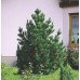 Сосна румелійська 1,2 м горщик 10 л