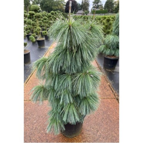 Продаж сосна Вітхорст, продам саджанець сосни Wiethorst, висота 70 см