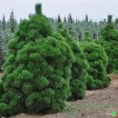 Продам сосну тунберга Thunderhead, сосна Тандерхед недорого, горщик с3, висота 50 см