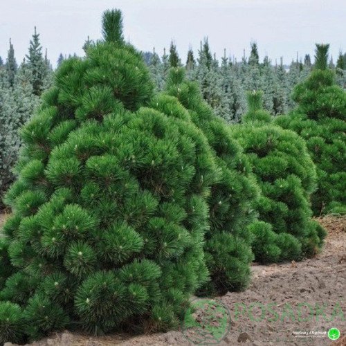 Сосна Тандерхед продам саджанець, висота 50 см, продам сосну Thunderhead