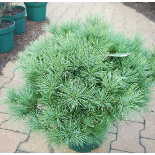 Продам саджанець сосни Bergmans Mini, висота 50 см, продам сосну Бергманс Міні