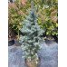 Продам ялину Ізелі Фастігіата, ялина колюча Iseli Fastigiate, висота 110 см