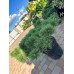 Продаж сосни Jane Kluis, діаметр крони 80 см