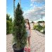 Продам сосну Грін Тауер, сосна Green Tower, висота 180 см