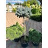 Рослина на штамбі 1м, горщик С20