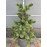 Продаж сосна дрібноквіткова Ryu-Ju, висота 100 см