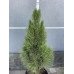 Продам сосну Green Tower, висота 90 см, продам саджанець сосни Грін Тауер