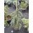 Продам саджанець ялини Pendula Bruns, висота 80 см, куплю саджанець ялини Пендула Брунс