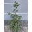 Продам ялина східна Ауреоспіката, С25-30л, ялина східна Aureospicata продам саджанець