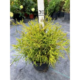 Продам кипарисовик горохоплодний Sungold, висота 30 см