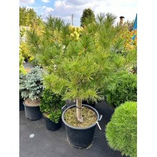 Продам саджанець сосни Macopin, висота 80-90 см, продам сосну Макопін