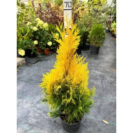 Продам саджанець туї Forever Goldy, висота 70 см, продам тую Форевер Голді