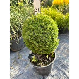 Продам саджанець туї Teddy, висота 30 см, продам тую Тедді