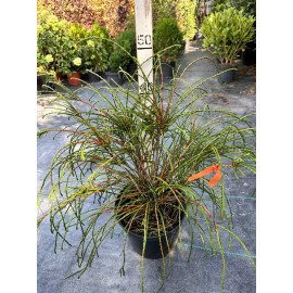 Продам саджанець туї Whipcord, висота 50 см, Туя складчата Віпкорд