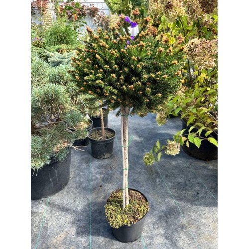 Продам саджанець ялини Barryi, штамб, загальна висота 90 см