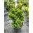 Продам кипарисовик Nana Gracilis, висота 35 см, продам кипарисовик Нана Грациліс