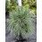 Продам саджанець сосни шверіна Wiethorst, висота 30 см, продам сосну шверіна Вітхорст