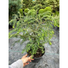 Продам саджанець тсуги канадської, горщик С3, тсуга канадська купити саджанець