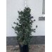 Продам сосну дрібноквіткову Negishi, висота 130 см