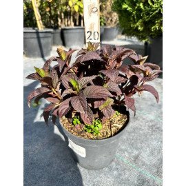 Продам гортензію пильчасту Daredevil, висота 20 см, продам гортензію Дейрдевіл