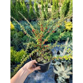 Продам саджанець кизильника Даммера, горщик С3