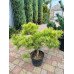 Продам саджанець сосни Bergmans Mini, висота 50 см, продам сосну Бергманс Міні