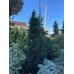 Продам саджанець сосни Грін Тауер, висота 175 см, продам сосну Green Tower