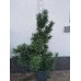 Продам саджанець сосни Schoon’s Bonsai, висота 135 см, продам сосну Шонс Бонсай