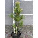 Продам саджанець сосни Golden Sunrise, висота 105 см, продам сосну Голден Санрайз