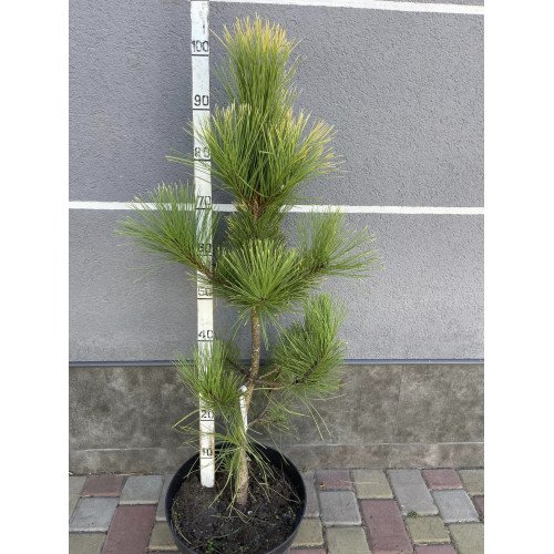 Продам саджанець сосни Golden Sunrise, висота 105 см, продам сосну Голден Санрайз